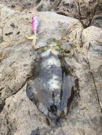 サイズアップならず…