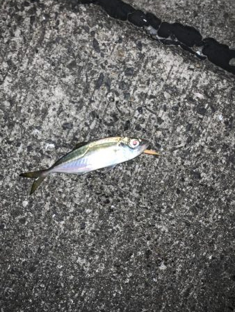 アジングやっと釣れた！