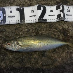 加太漁港で大型青物