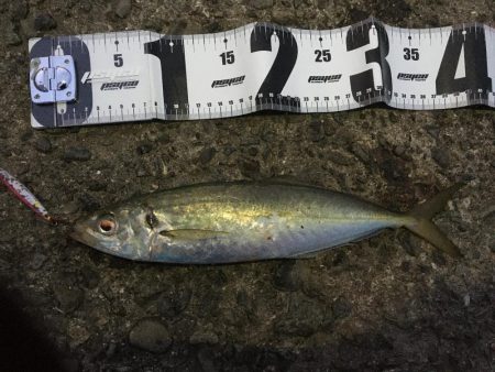 加太漁港で大型青物