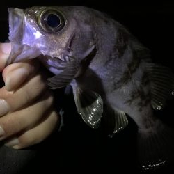 地合いつかめず