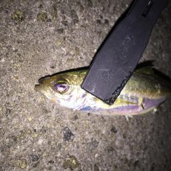 メバリングからのアジング