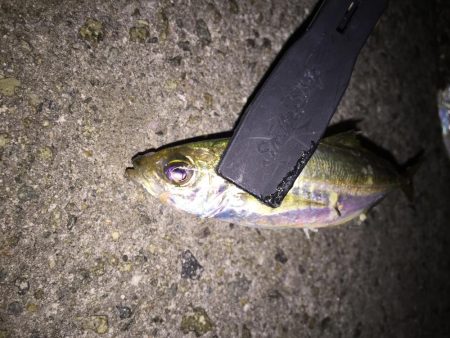 メバリングからのアジング