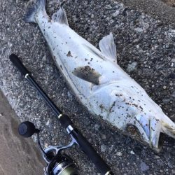 サーフシーバス