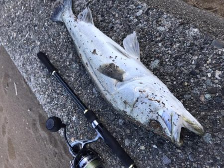 サーフシーバス