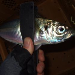 少し大きくなったかな