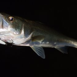 秋の河川シーバス