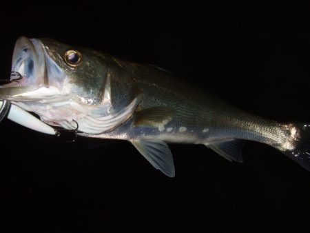 秋の河川シーバス