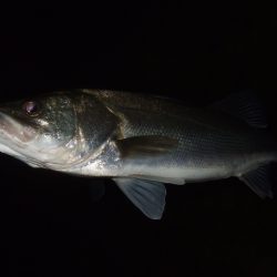 冷え込みで苦戦