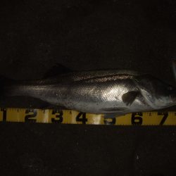 シーズン終盤戦