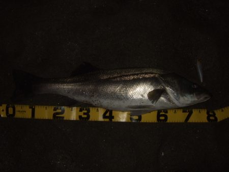 シーズン終盤戦