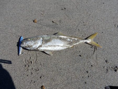 青物まだまだ居ます！