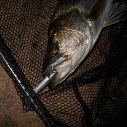 逃がさんっ！！