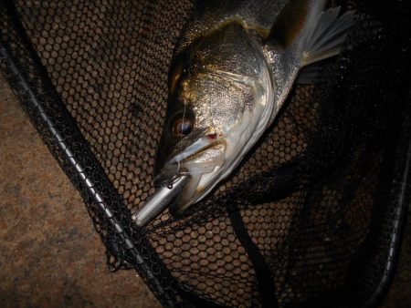 逃がさんっ！！