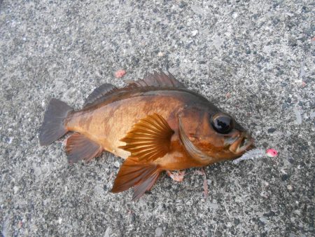 執念のメバリング