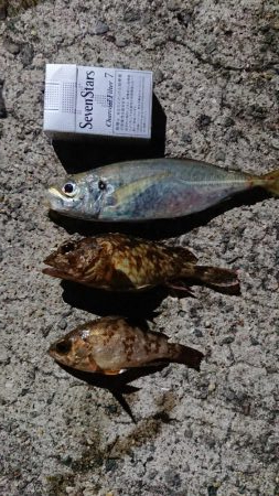 アジング3種盛り