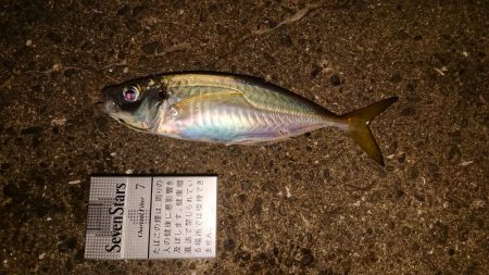 アジングの季節