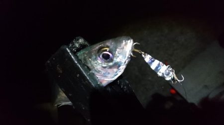 メタルバイブでアジング！！