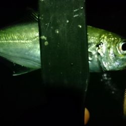 ヒイカがいないのでアジング！！