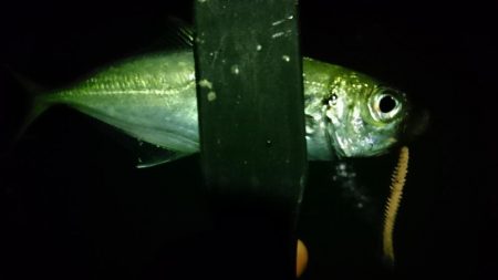 ヒイカがいないのでアジング！！