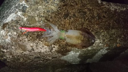 少し大きくなりましたねぇ。