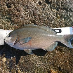 みなべ堺でグレ釣り