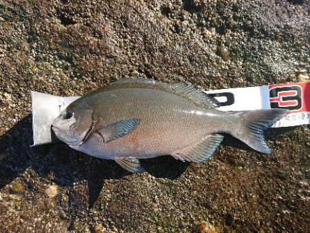 みなべ堺でグレ釣り