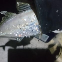 少しだけアジング