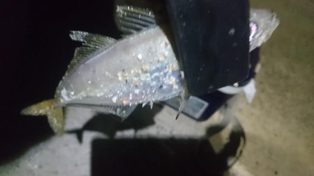 少しだけアジング