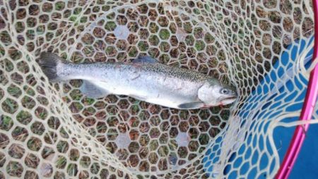 平日の管理釣り場は厳しかった！