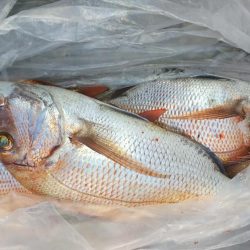 家島真鯛好調‼️