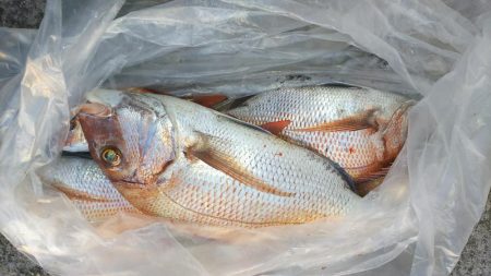 家島真鯛好調‼️