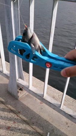 ファミリーフィッシング