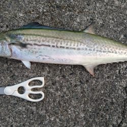 サワラでいいでしょう!