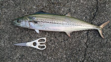 サワラでいいでしょう!