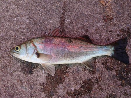 ライトショアジギング練習