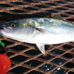 底からの誘い上げでハマチ