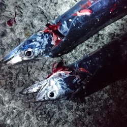 今年はタチウオ少ない・・