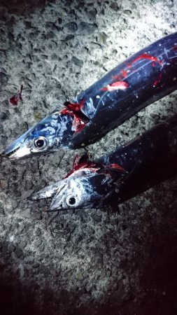 今年はタチウオ少ない・・