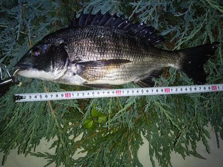 あたり不明確おチヌ