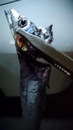 神戸タチウオ渋い渋い