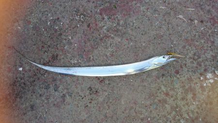 締めの太刀魚でやっと