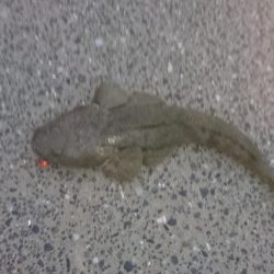 初めてのフラットフィッシュ狙い