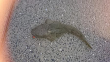 初めてのフラットフィッシュ狙い