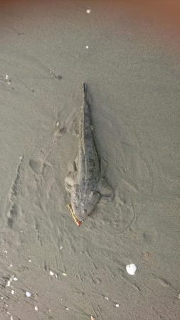 ビギナーズラックに気をよくして再度マゴチ狙…