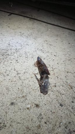 貝塚人工島でヒイカ(^^)