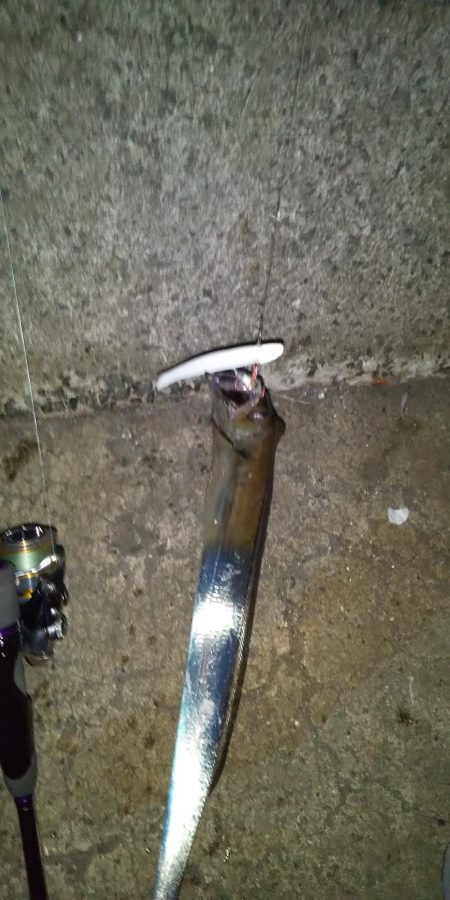 タチウオ以外にも。。。