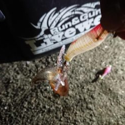 ヒイカエギング