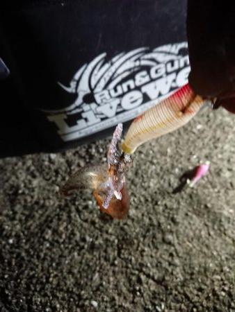 ヒイカエギング