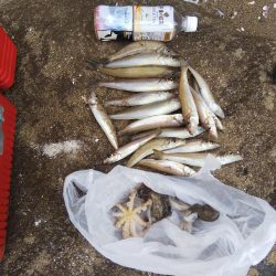 カレイはまだ・・落ちギス良好‼️